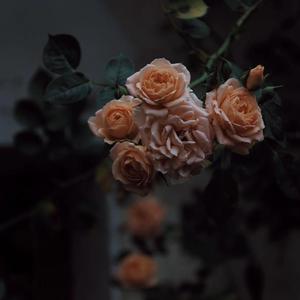 大学生操逼免费视频
